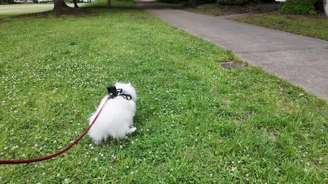 A white dog (Japanese Spitz) wearing an action camera walks on the grass in a park and stops to pee