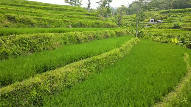 Aerial view of a farmer walking on paths through beautifully patterned green rice fields.