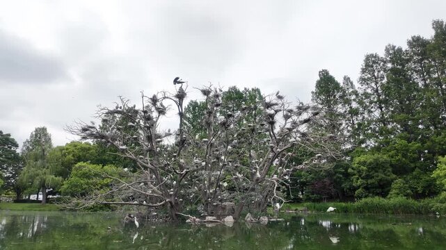 Front view of a large wild bird colony with numerous nests densely populating a dead tree in a pond under a cloudy sky