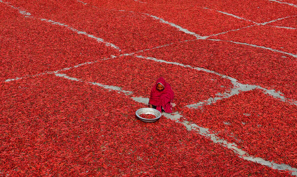 Bogura, Bangladesh - 09 February 2017: View of a woman sitting among vast fields of red chili peppers drying in the sun on the ground.