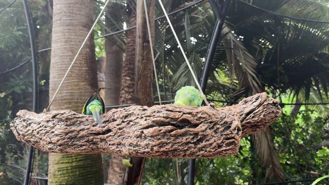 Two Australian ringneck parrots Barnardius zonarius resting on wooden perch inside tropical aviary habitat. Colorful parrots native to eucalyptus woodlands and arid regions of Australia.