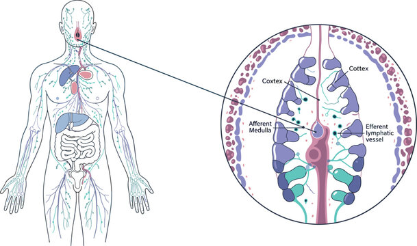 Lymphatic System Illustration Featuring Human Anatomy and Medical Scenes in Vector Artwork