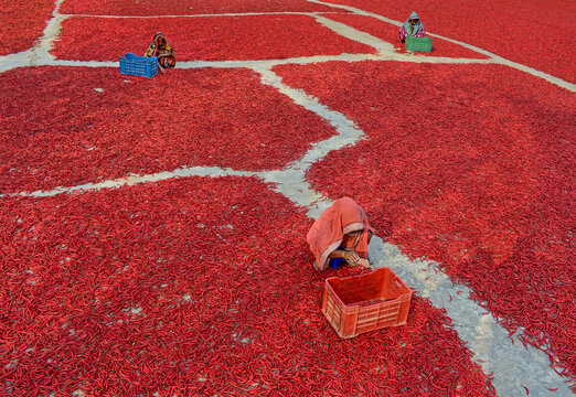 Bogura, Bangladesh - 11 February 2017: View of women sorting and drying red chili peppers spread across the ground in large fields under the bright sun.