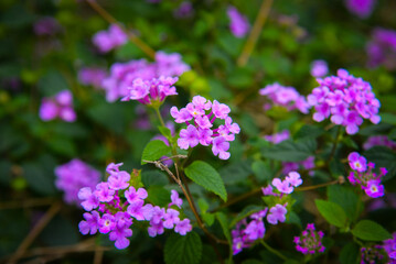 Obraz premium Purple Lantana camara flowers blooming in a tropical Vietnamese garden, surrounded by green leaves and natural outdoor background.