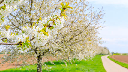 Naklejka premium Cherry trees bloom along a quiet country path on a sunny spring day in a rural area