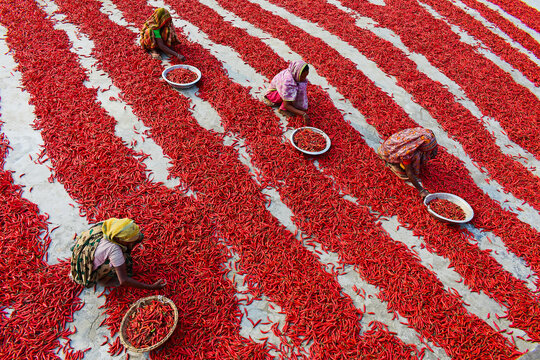 Bogura, Bangladesh - 12 February 2017: View of women in traditional clothing sorting and drying bright red chili peppers spread in long rows on the ground.
