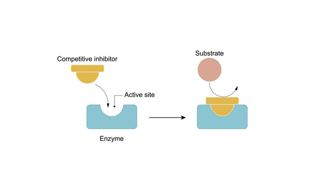 Competitive inhibition of enzyme, molecules very similar to the substrate bind to the active site and prevent binding of the actual substrate, decreases enzyme activity. Vector illustration.
