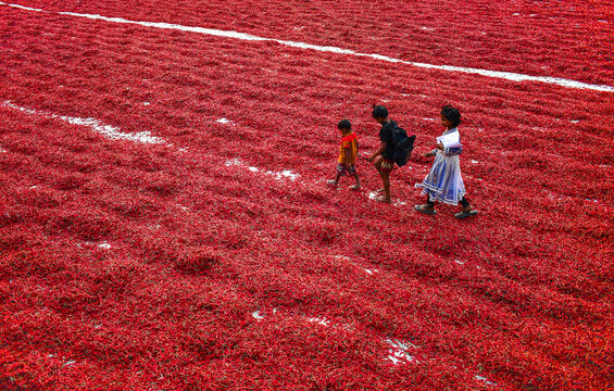 Bogura, Bangladesh - 12 February 2017: View of three children walking across a vast field of red chili peppers drying in the sun.