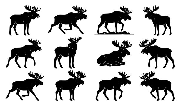 Wild moose silhouette vector collection with antlered deer animals in dynamic wildlife poses