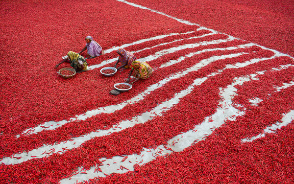 Bogura, Bangladesh - 12 February 2017: View of women sorting red chili peppers spread out to dry on a vast field under bright daylight.