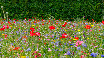 Colorful field filled with wildflowers during daylight © Fleuronica