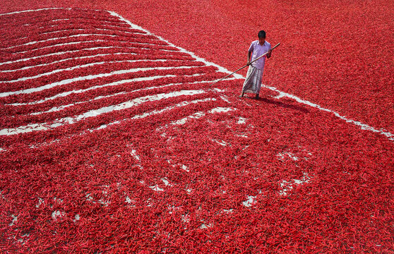 Bogura, Bangladesh - 13 February 2017: View of a worker spreading red chili peppers with a wooden rake across a vast drying field under the bright sun.