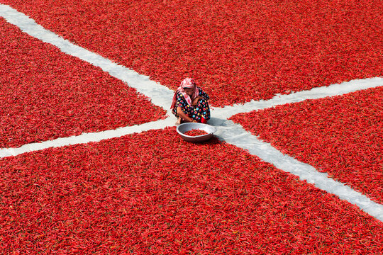 Bogura, Bangladesh - 22 February 2017: View of a woman sitting among vast fields of red chilies spread out to dry on the ground under the sun.
