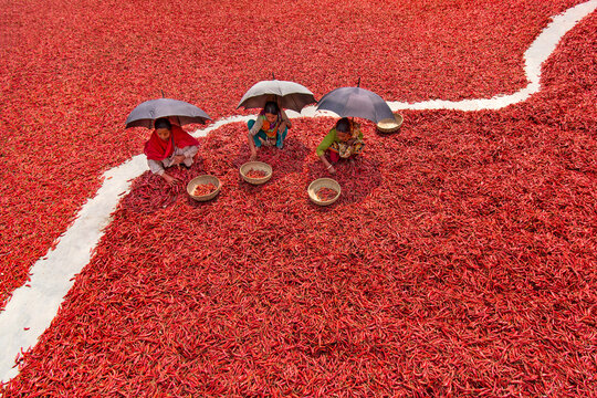 Bogura, Bangladesh - 12 March 2018: View of three women sitting under black umbrellas sorting red chilies in a vast drying field.