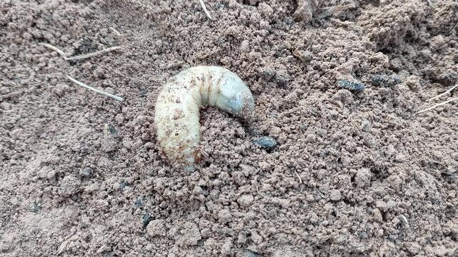 Macro footage of a large white grub (scarab beetle larva) burrowing into the soil to hide.