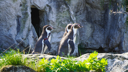 The Humboldt penguin is a medium-sized penguin. It resides in South America, along the Pacific coast of Peru and Chile. © Dr.Igi