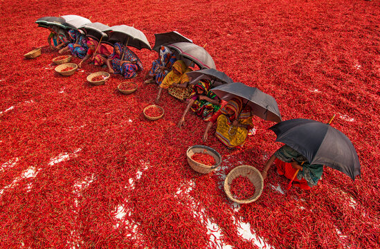 Bogura, Bangladesh - 13 March 2018: View of women in colorful saris sitting under black umbrellas while sorting red chili peppers spread across the ground in a large field.