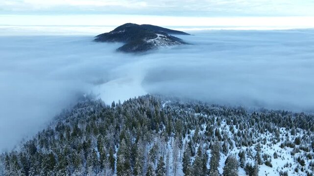 Drone flying backwards over deep snow drifts and frosted pine forest near Rysianka mountain shelter. Gloomy winter day with thick fog rolling through valleys in Beskidy, Poland.