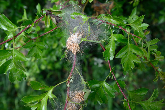 Caterpillars of ermine moth. Net on hawthorn with caterpillars of an ermine moth. Blurred background.