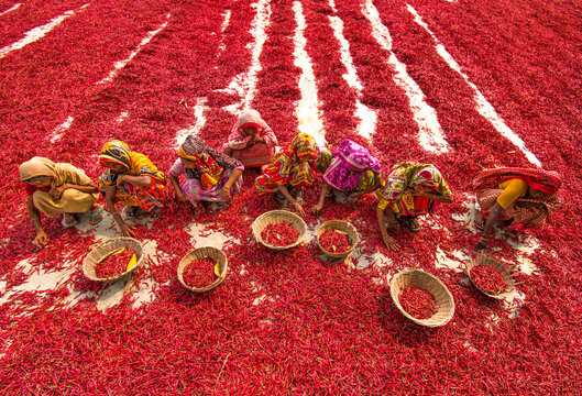 Bogura, Bangladesh - 13 March 2018: View of women in colorful traditional clothing sorting red chilies into baskets spread out to dry on the ground in an open field.
