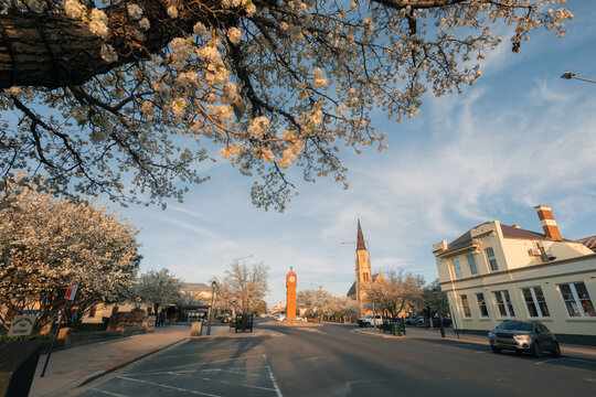 Spring blossoms frame a small town street with a clock tower and church spire