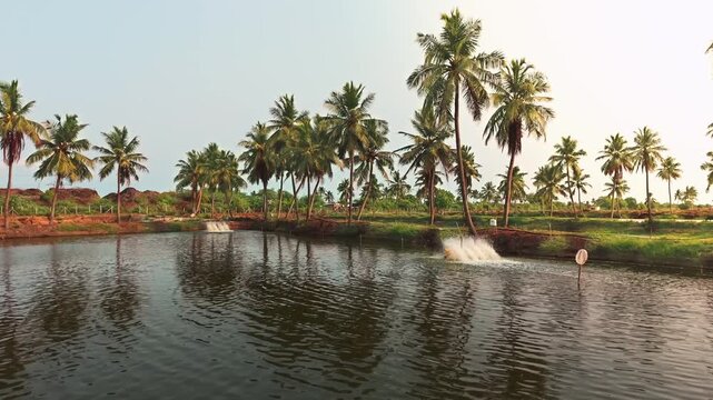 Wide shot of tropical prawn aquaculture pond with rotating paddle wheel aerator splashing water at golden sunset surrounded by tall coconut palm trees