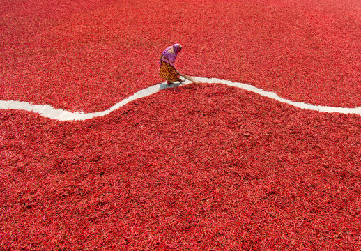 Bogura, Bangladesh - 12 March 2018: View of a woman sweeping red chili peppers spread out to dry in the sun on a large field.