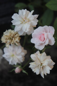 Exquisite Cluster of Blooming C&eacute;cile Br&uuml;nner Polyantha Roses in the Garden
