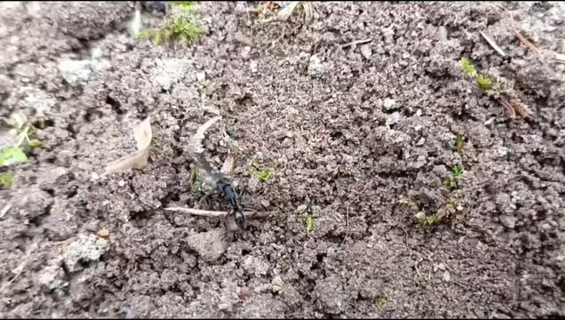 a black ant that appears to be having difficulty carrying food on the ground
