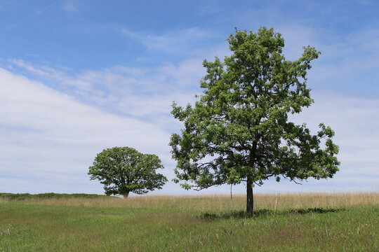 Two oak trees isolated in a field at the Poplar Creek Prairie at Carl R. Hansen Woods in Hoffman Estates, Illinois