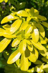 Obraz premium Mexican orange