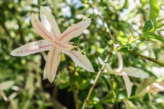 Flamingo salix
