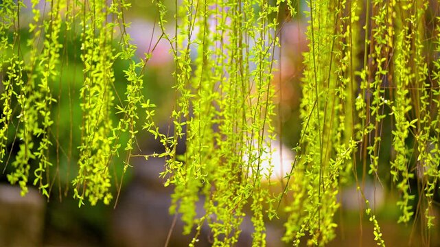 Willows swaying in the wind of spring.