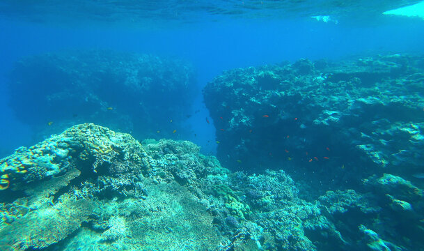 beautiful coral reef and fish