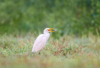 Obraz premium Cattle Egret (Bubulcus ibis) with a large dragonfly in its beak on a blurred green background.