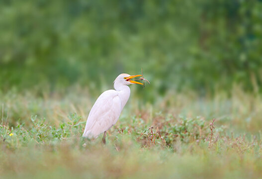 Cattle Egret (Bubulcus ibis) with a large dragonfly in its beak on a blurred green background.