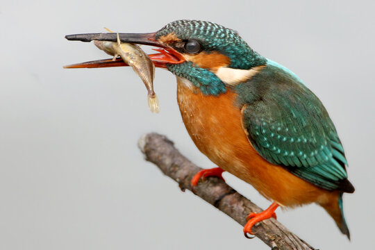Extreme close-up of a Common Kingfisher (Alcedo atthis) with a small cyprinid fish in its beak, isolated on a blurred background.