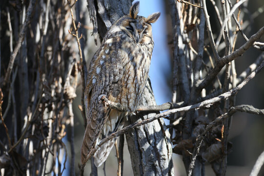 Close-up of a Long-eared Owl (Asio otus) dozing while perched on a dry tree branch.