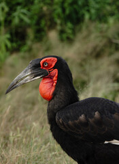 Obraz premium southern ground hornbill Savuti Botswana 