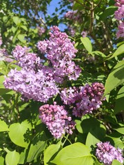 Obraz premium lilac flowers in the garden