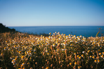 Obraz premium Coastal chamomile field under clear sky above the Tyrrhenian Sea