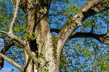 A low-angle shot of a massive old tree trunk featuring a natural hollow, textured bark covered in light lichen, and fresh green spring foliage against a clear blue sky. © Licia.Galli
