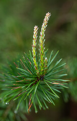Fototapeta premium In spring, young shoots appear at the ends of all pine branches.