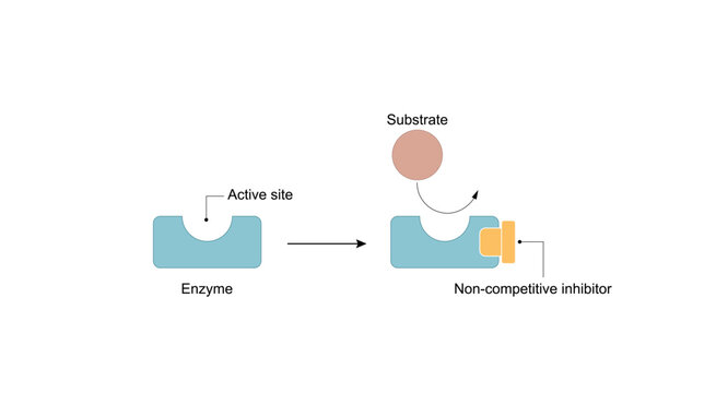 Noncompetitive enzyme inhibition, inhibitor binding to an allosteric site decreased enzyme efficacy. a molecule binding to a site other than the active site, an allosteric site. Vector illustration.