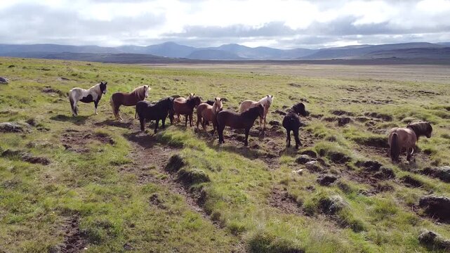 Push In Shot on Herd of Horses in North Iceland