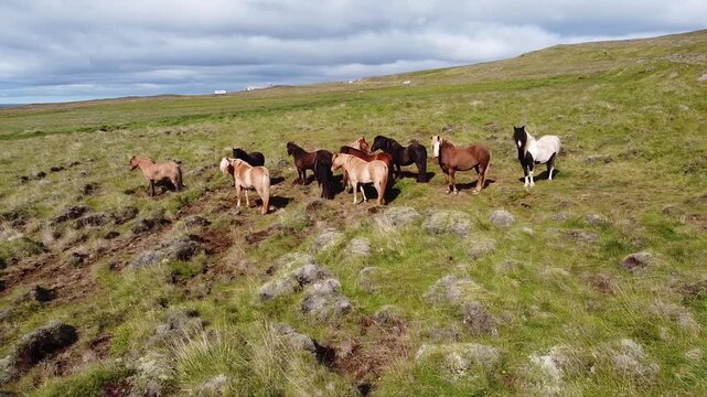 Calls Loch Shot on Herd of Horses in North Iceland