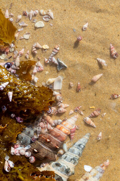 Seashells in Seawater