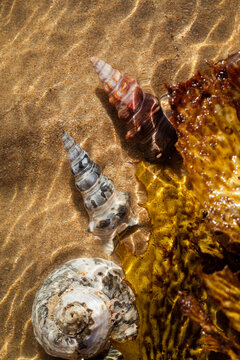 Seashells in Seawater