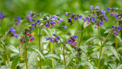 Bumblebee collects nectar on the flowers of honeydew, a wild medicinal plant. Natural wallpaper. Pulmonaria saccharata, the Bethlehem lungwort or Bethlehem sage © Flower_Garden