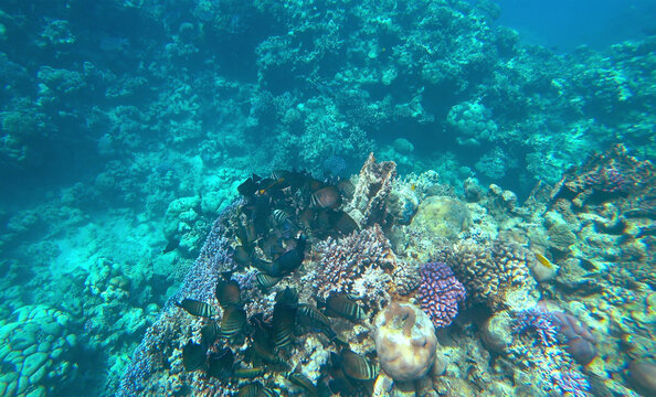 beautiful coral reef and fish